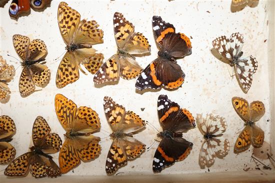 Two double book butterfly specimen cases, 13in.